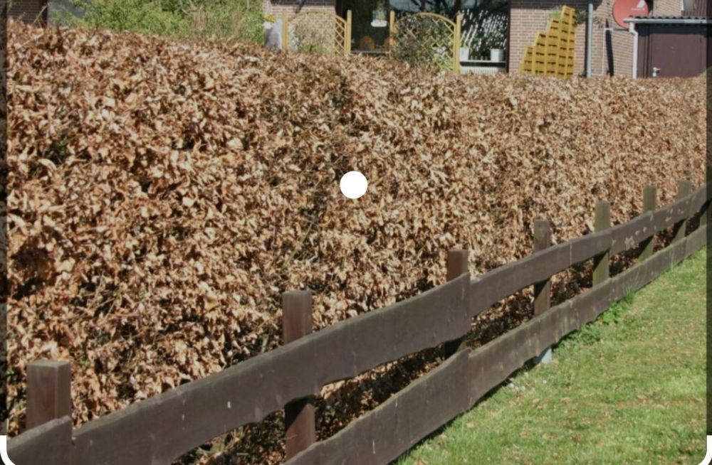 Vând puieți pentru gard viu. Mai mult detalii la telefon