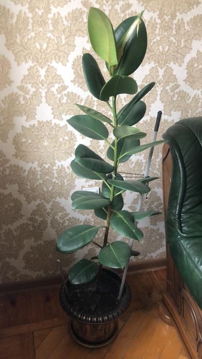 "Фикус" - комнатное растение