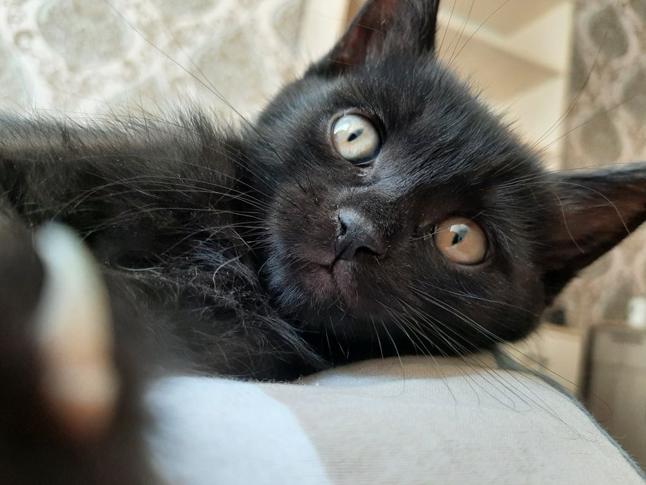 БЕСПЛАТНО! Отдадим котёнка в хорошие руки