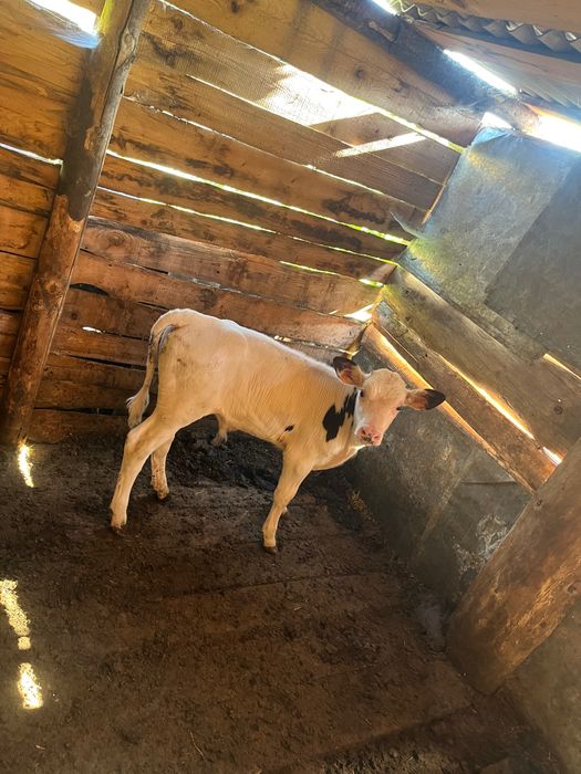 Vând vițel bălțat !