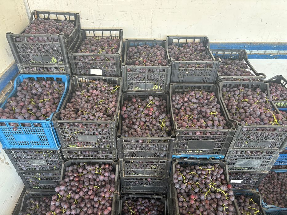 Direct de la producător-STRUGURI