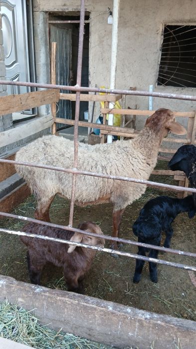 3ta ona bola quylar sotiladi