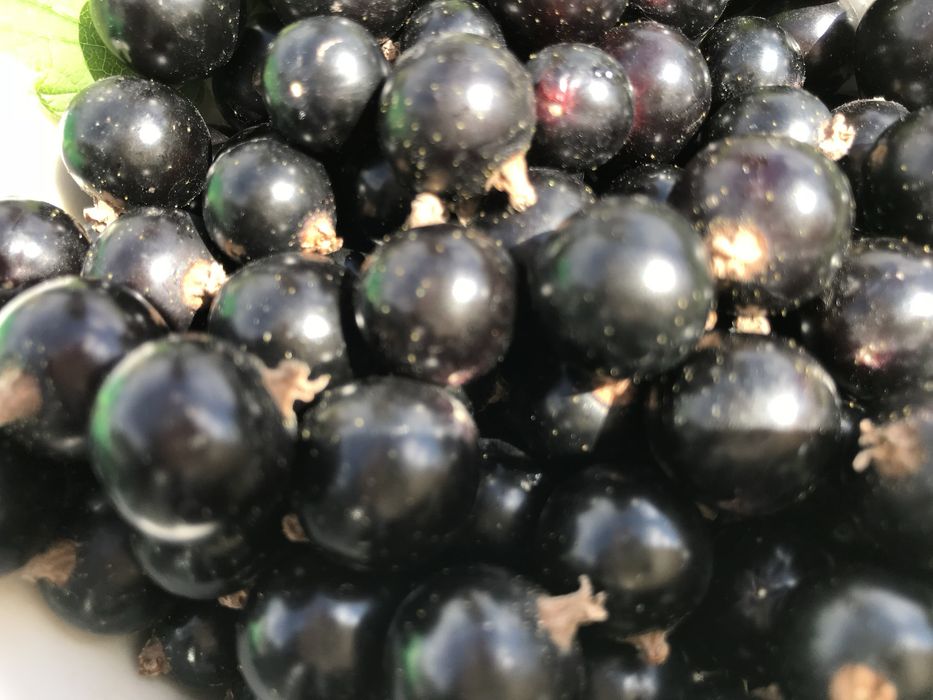 Варенье из черной смородины с сахаром