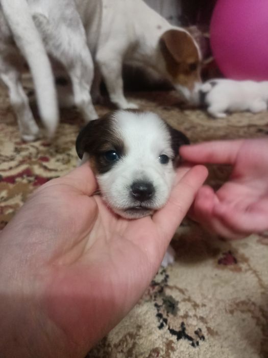 Джек Рассел терьер