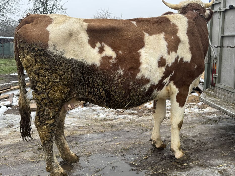 Vând junincă de 3 ani gestantă de 3 luni cu belgian!