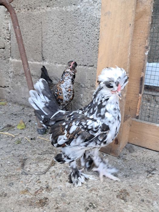 Cocoșei moțați găini pitice