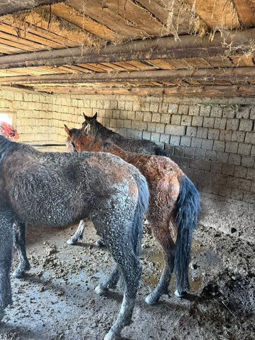 Үш бас байталдар бар