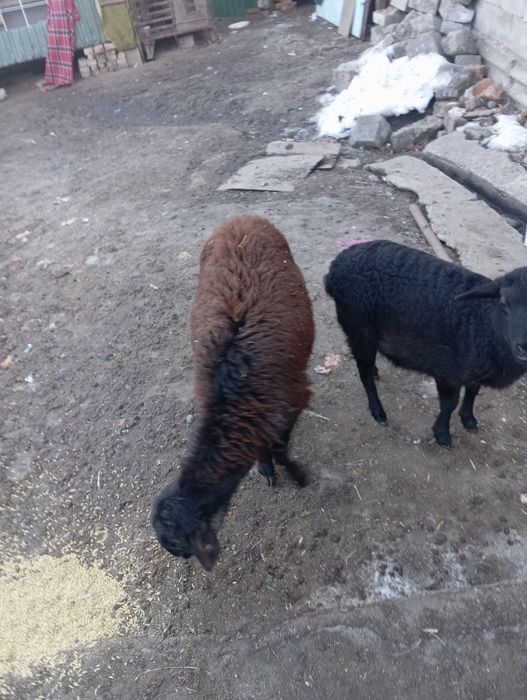 Продам ягнят двух