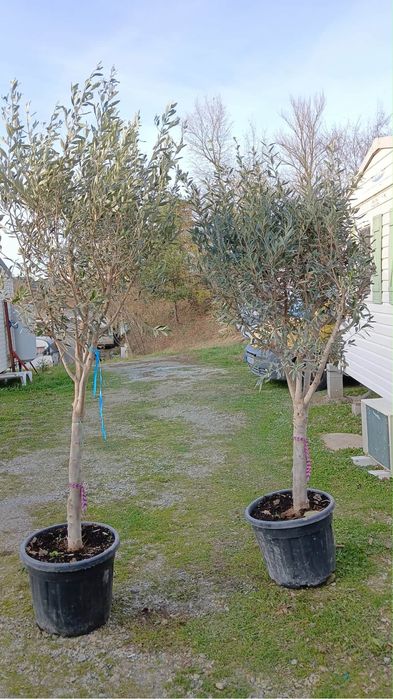 Măslin decorativ – 2 metri înălțime – foarte sănătos și bine îngrijit
