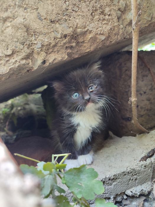 Отдам котят, возраст ~1,5 мес.