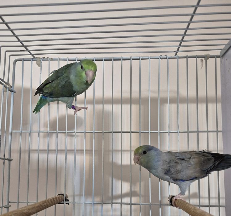 Vand /Schimb cu Canari - Papagali - Forpus Coelestis