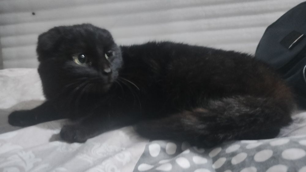 Zottor mushuk emlangan