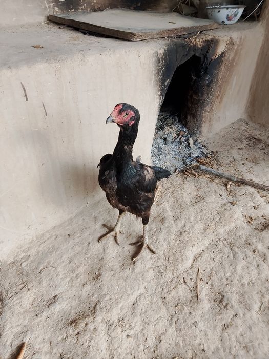 Dakan makyon sotiladi