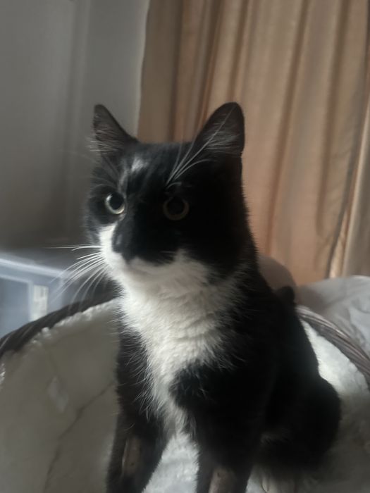 James Bond cauta casuta