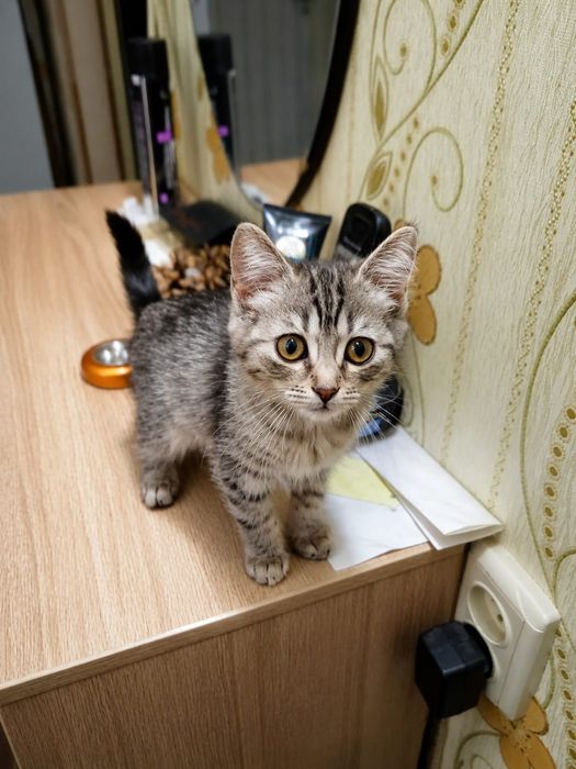 Отдам кошечку в добрые руки