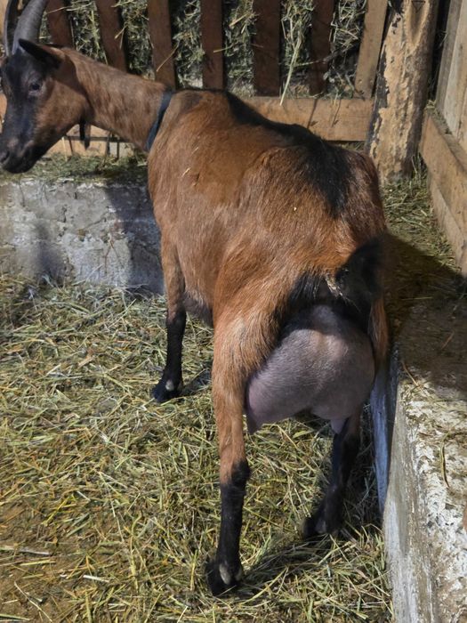 Țap alpin francez de vânzare