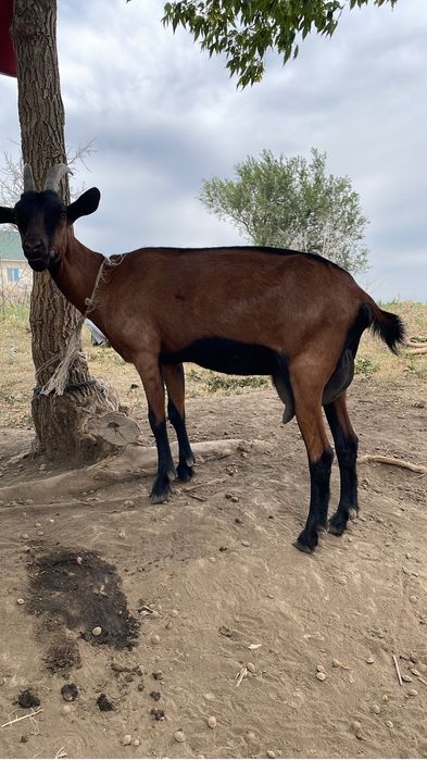 Сауын ешкі коз чешский