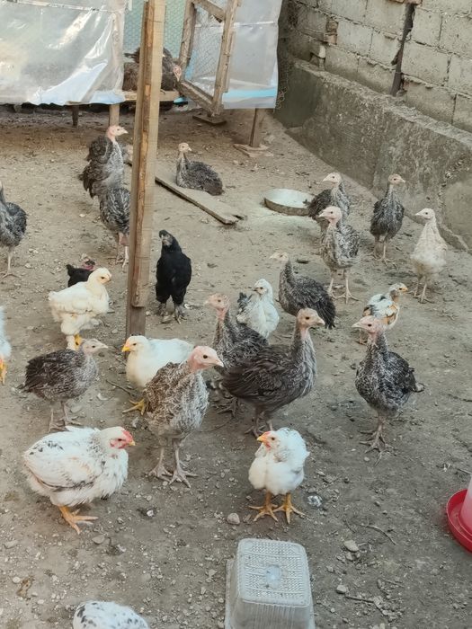 Pui de curca românească