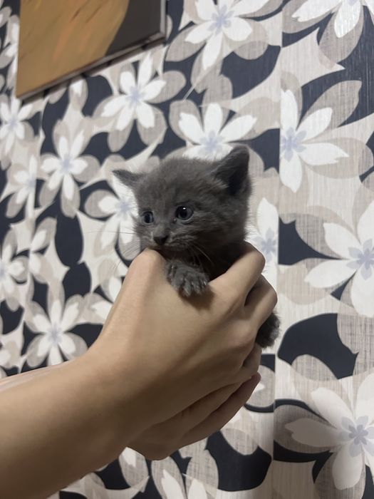 Отдаем котят в добрые руки