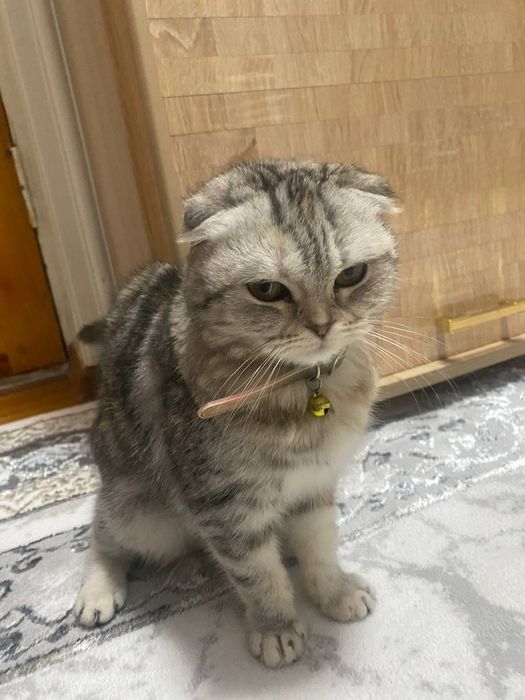 Вислоухий кошка 6 месяц