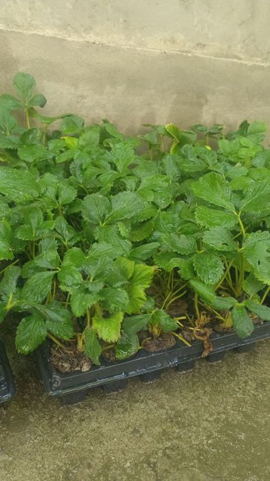 кулпиной клубника