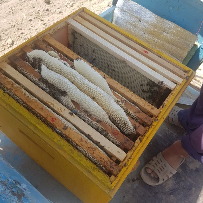 Мёд/асал натуральный