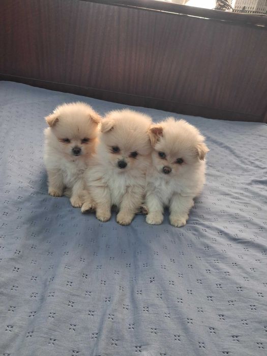 Продавам кученцата   шпиц померан 2 момчета и 1 момиче