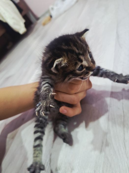 Мальенкий котёнок,девочка

Нашла на ули