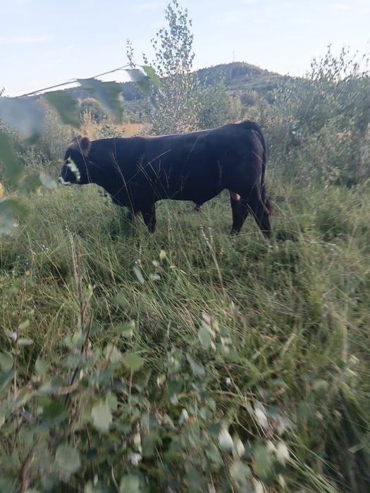 Taur de vânzare