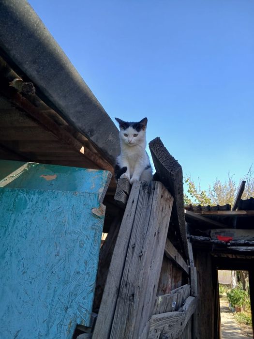 Бесплатно  котята