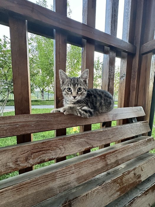 Котята подростки