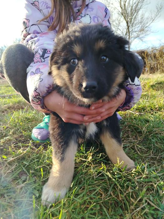 Donez căței care ar dori să își găsească un stăpân bun și iubitor