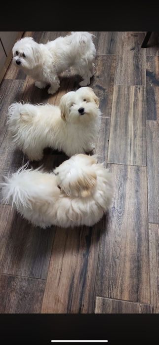 Cățeluși jucăuși bichon