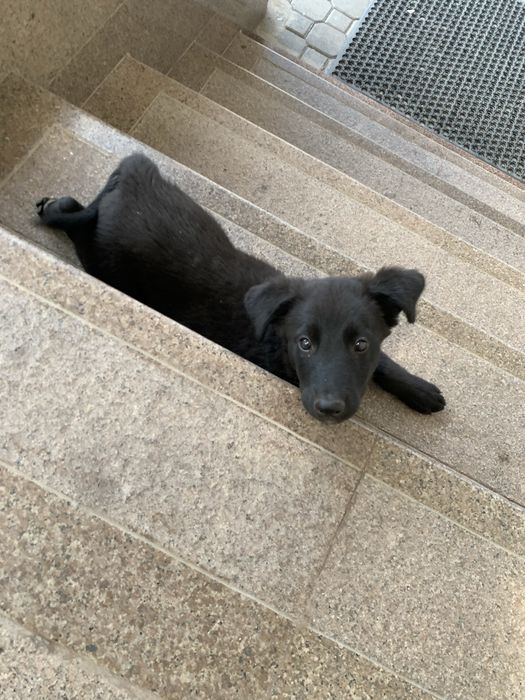 Отдам Щенка лабрадор