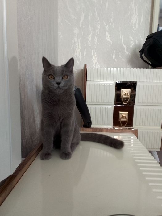 Skottish Flod 6 oylik mushukcha sotiladi