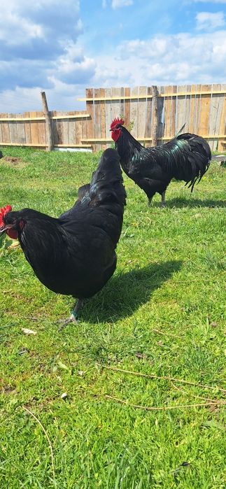 Gaini si cocosi de australorp si tineret