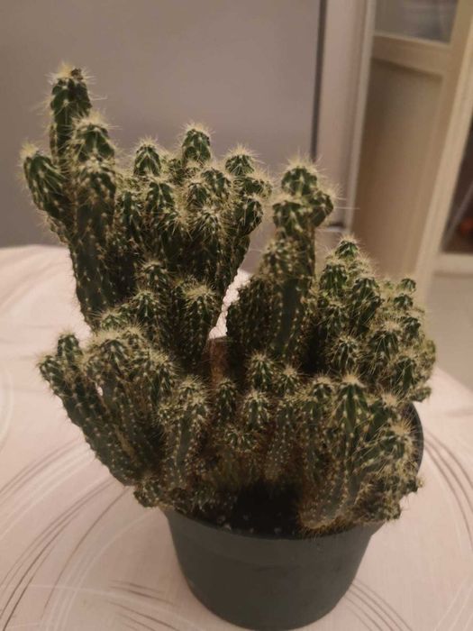 Кактус Цереус (скала)