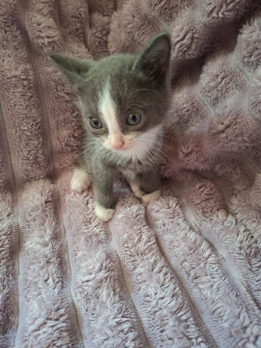 Котята крысоловы