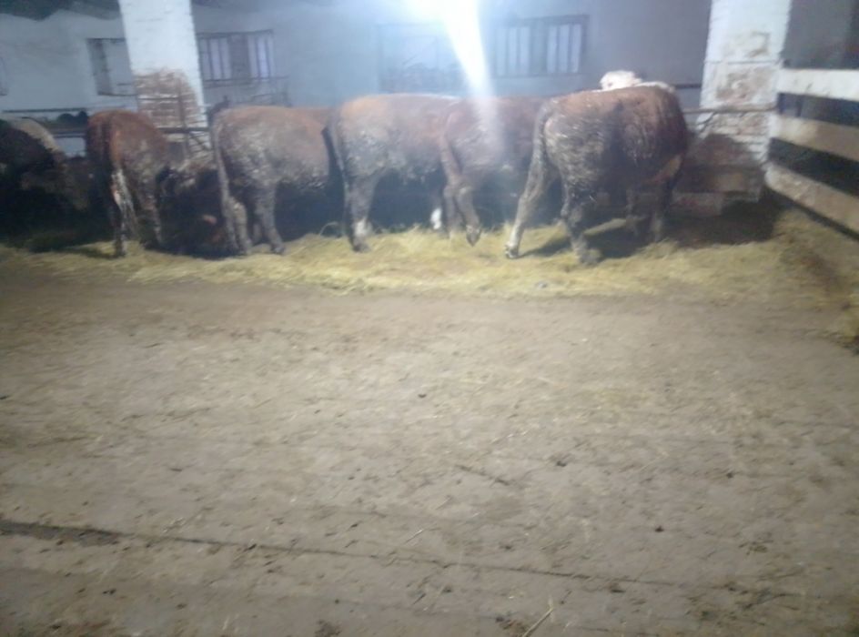 Продам бычки 16 голов