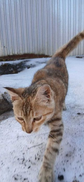 Котёнок ищет дом.