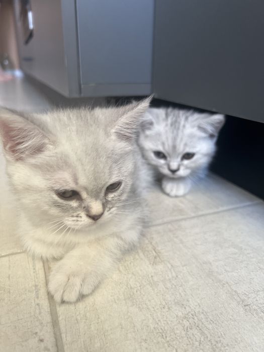 Продам котят скоттиш страйт и фолд