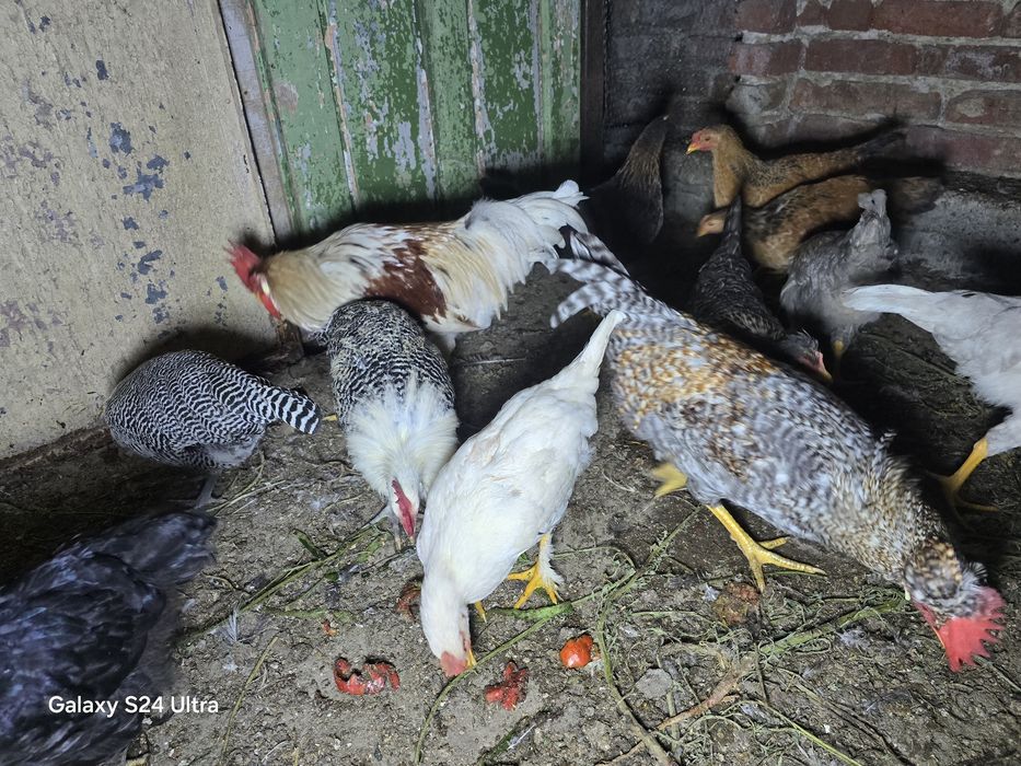 Млади селски петли