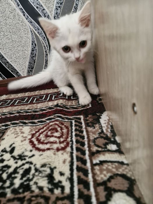 Turetskiy angora