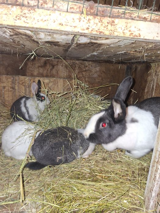 Disponibili iepurași hycole francez