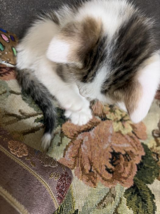 Котененок девочка