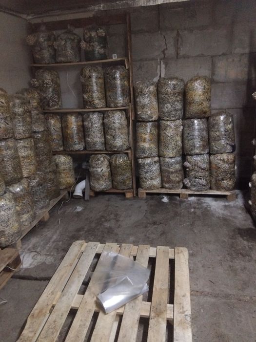 Отдам блоки грибные на удобрение самовывоз