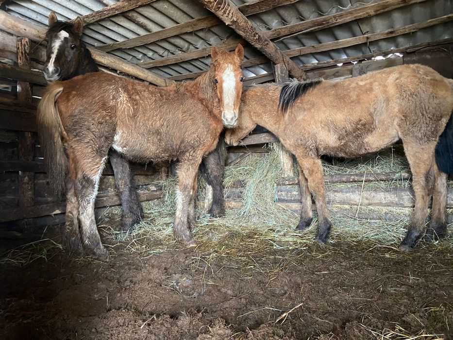 Продам тайчиков 1 мальчик 2 девочки крупные жәбе