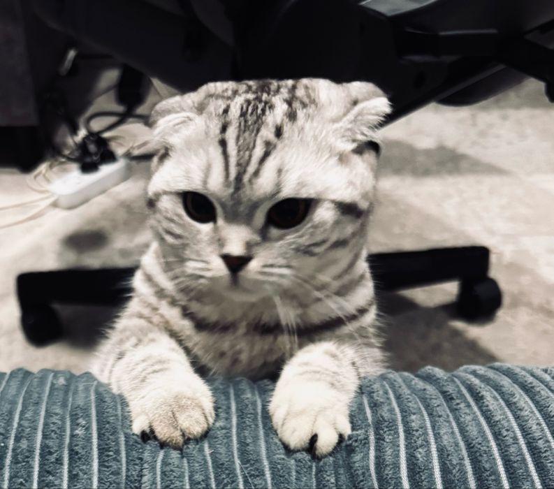 Шотландская вислоухая кошка