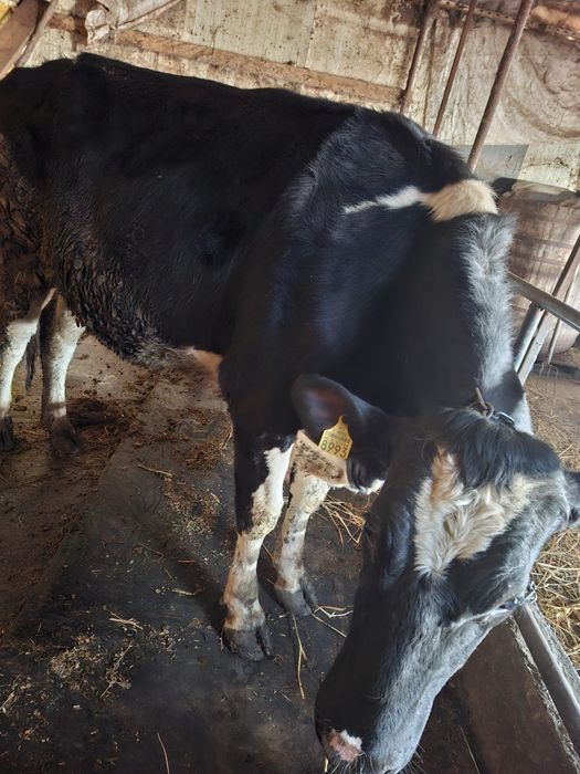 Vând Junici Holstein cu certificat de origine