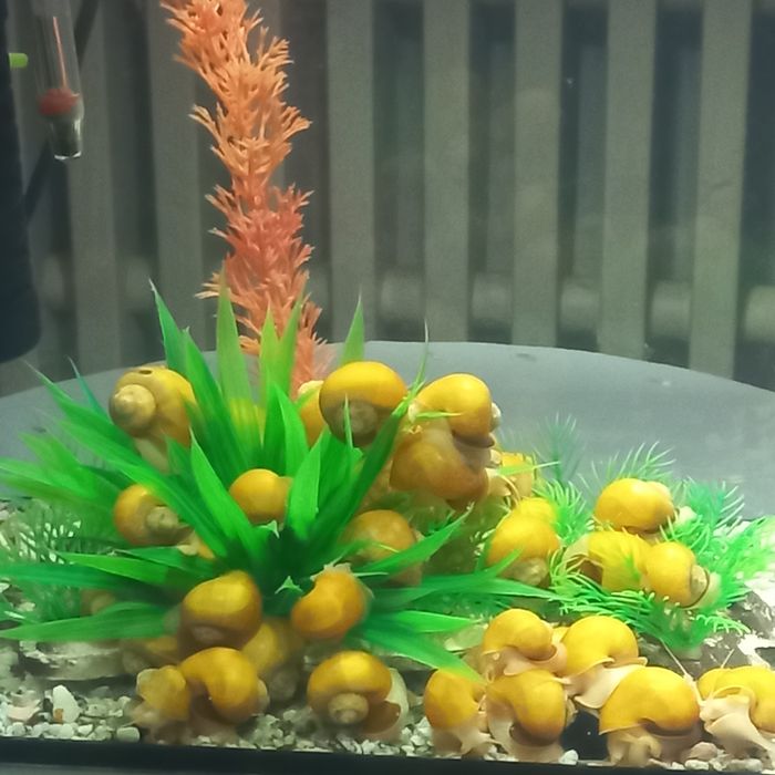 продам рыбки гуппи и улитки.